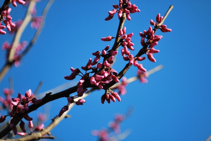 Redbuds Ready to Burst