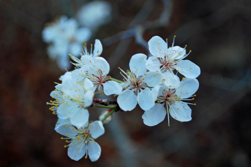Flowering Shrub