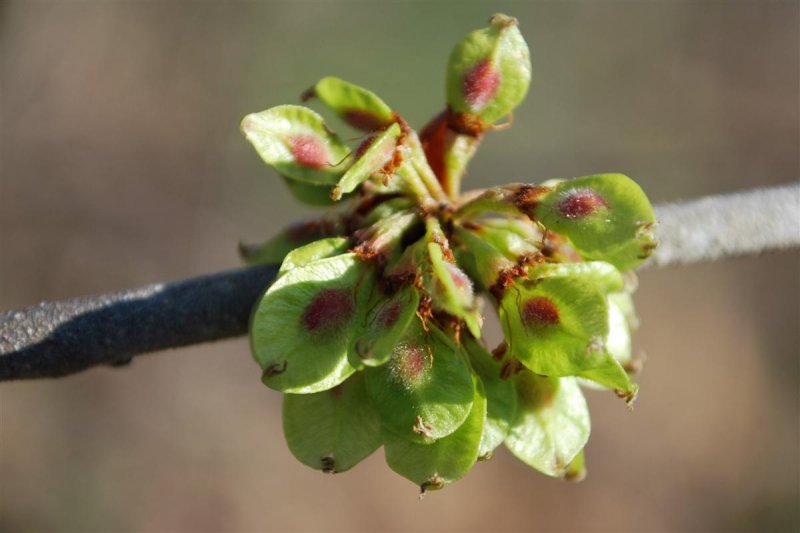 Seed Pods