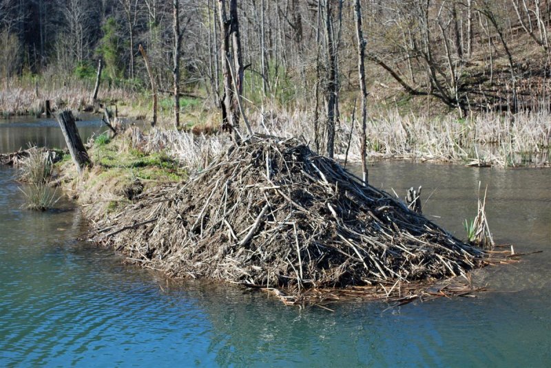 Beaver Lodge