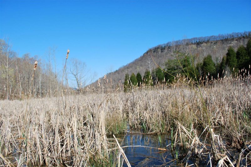 Headwater Marsh