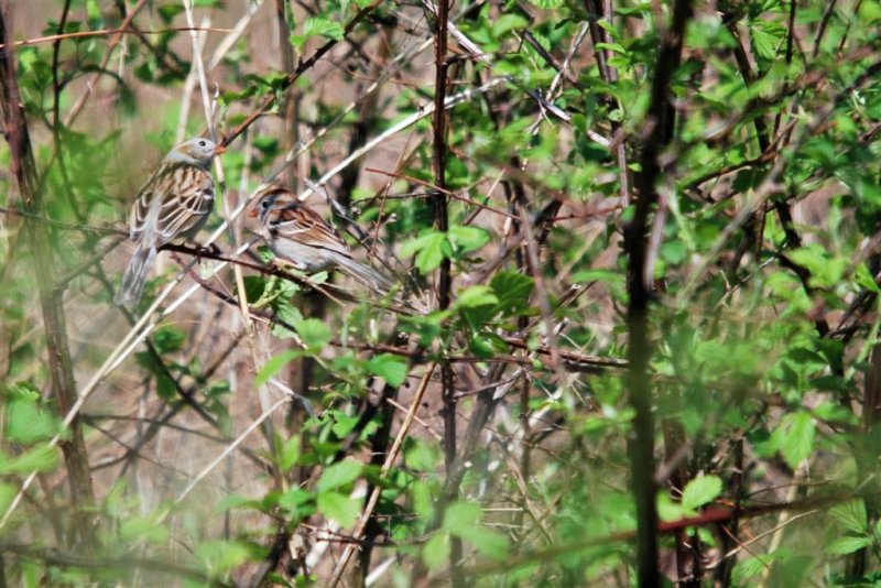 Hidden Field Sparrows