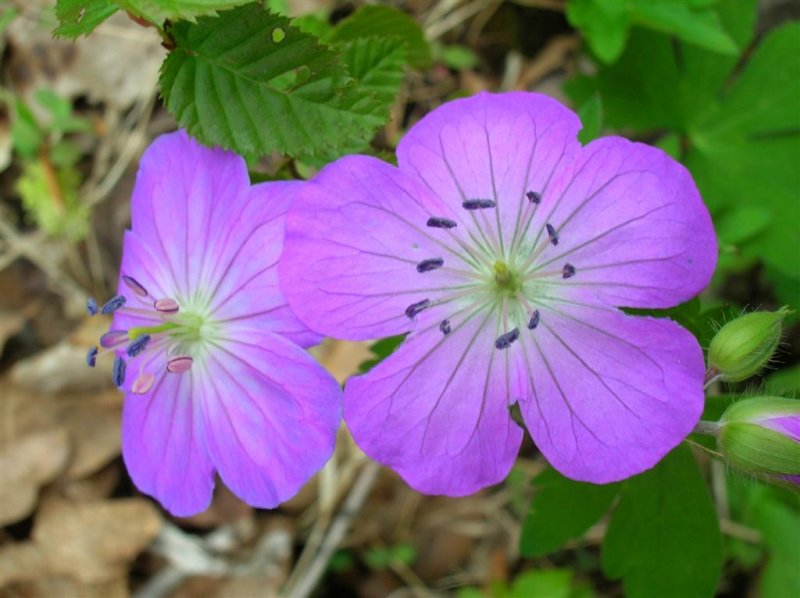 Wild Geranium