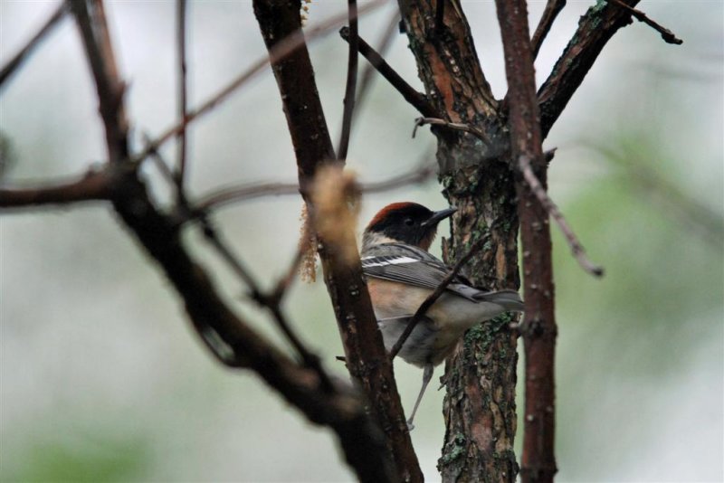 Bay-breated Warbler