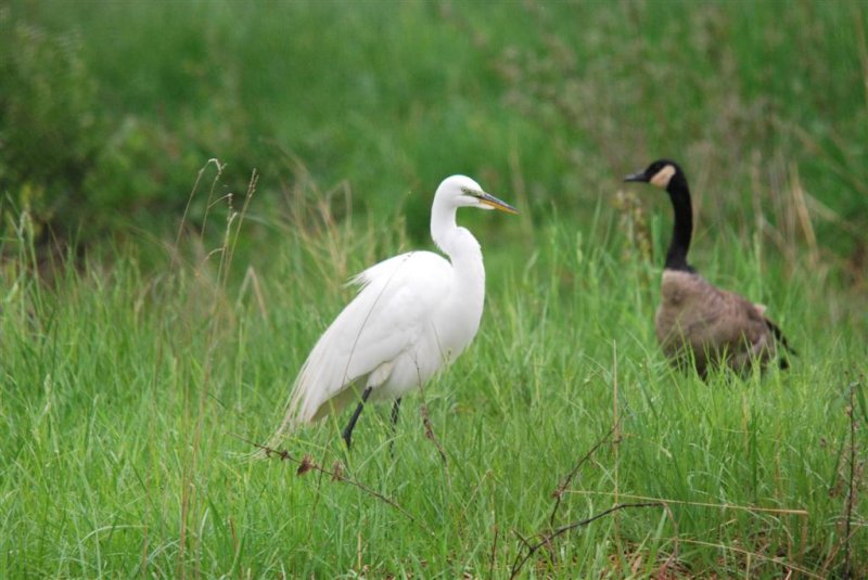 Great Egret and Canada Goose