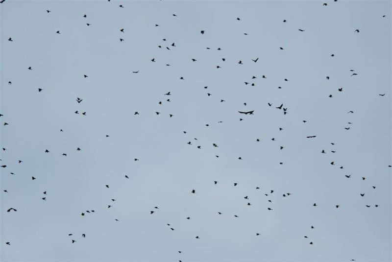 Thousands of Blue Jays