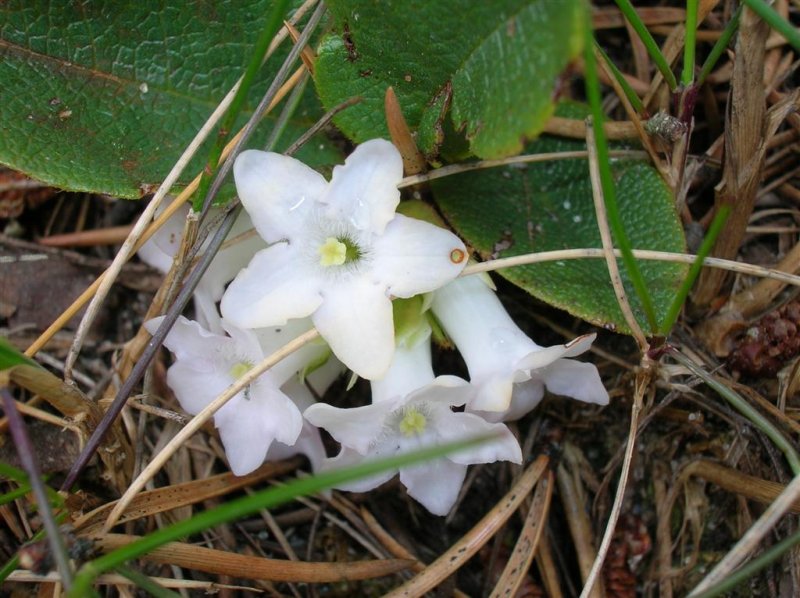 Trailing Arbutus