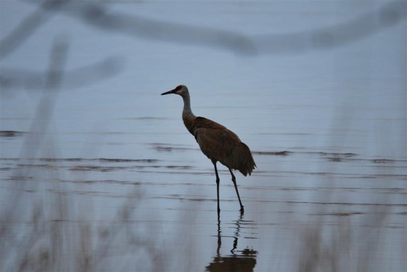 Sandhill Crane