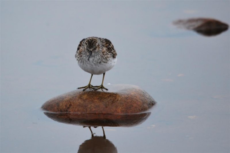 Checking out Reflection