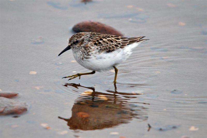 Smallest Shorebird