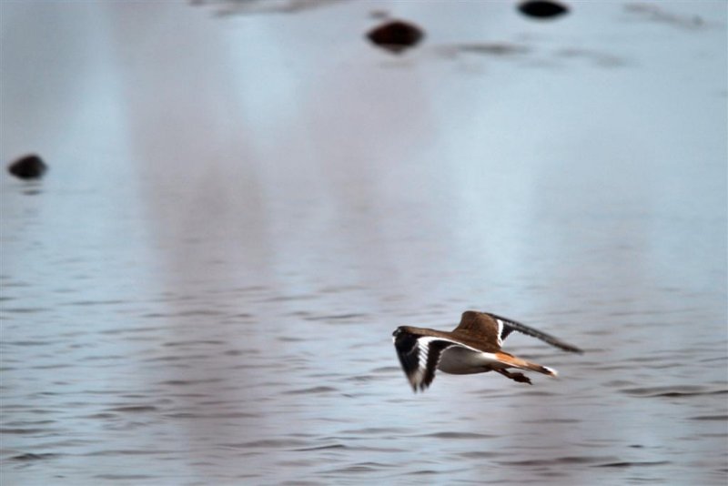 Killdeer Flight Pattern