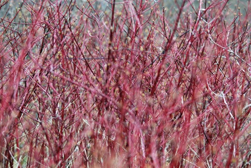 Tangle of New Growth