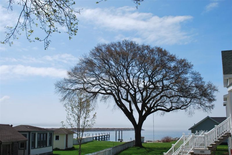 Tree and Harbor