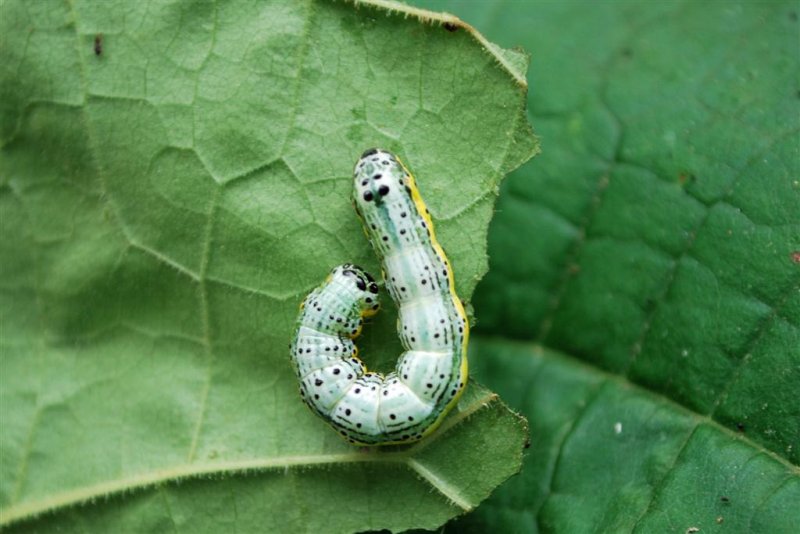 Unknown Caterpillar - White sp. ??