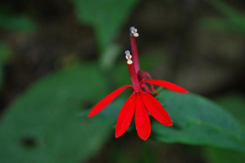 Cardinal Flower