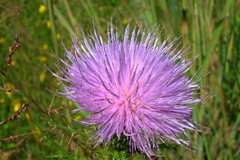 Thistle Explosion