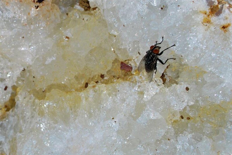 Quartz Crystal and Fly