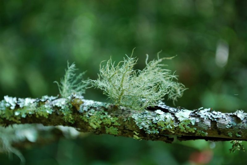 Reindeer Moss