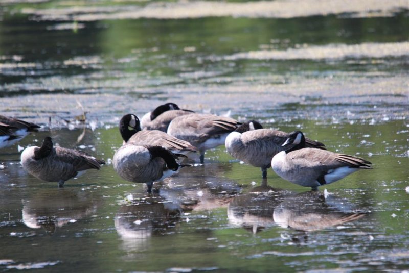 Canada Geese