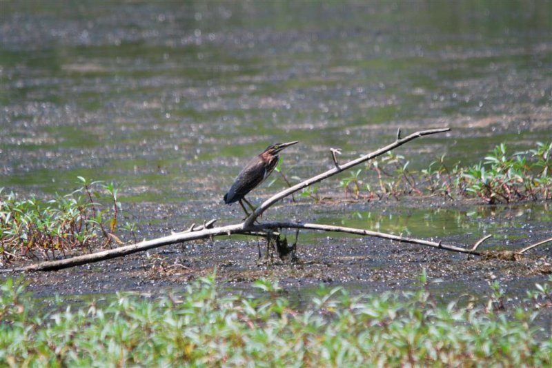 Green Heron