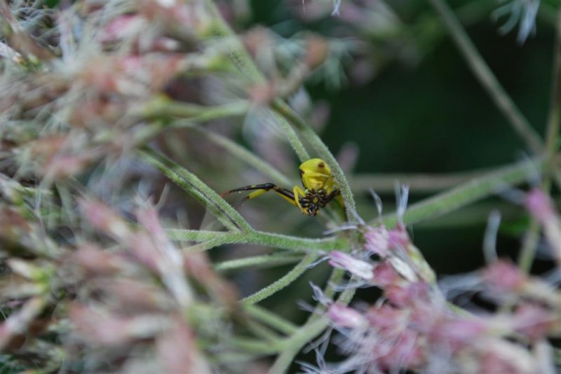 Crab Spider on the Hunt