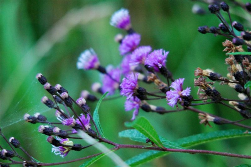 Ironweed Morning