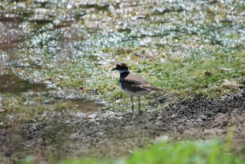 Killdeer