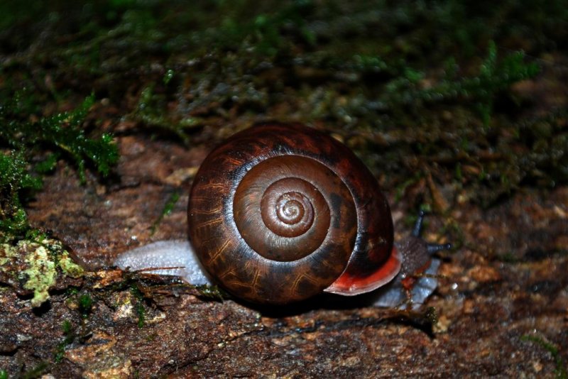 Escargot