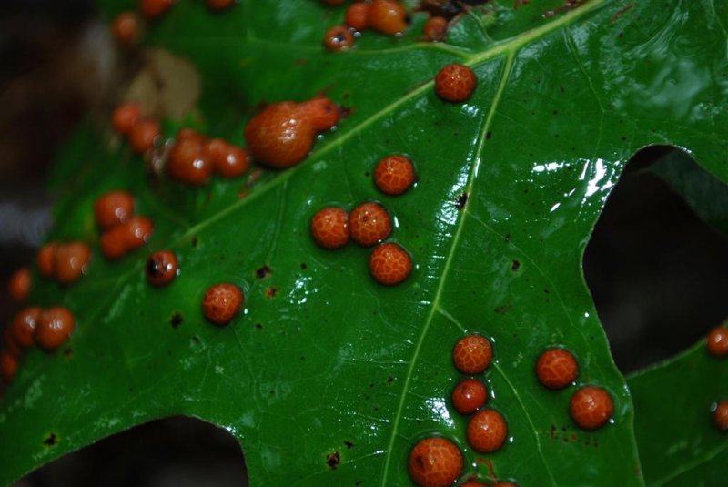 Oak Leaf Galls