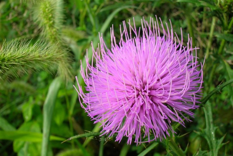 Exploding Thistle