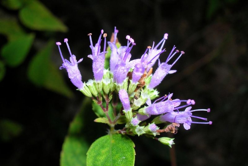 Tiny Blue Flowers