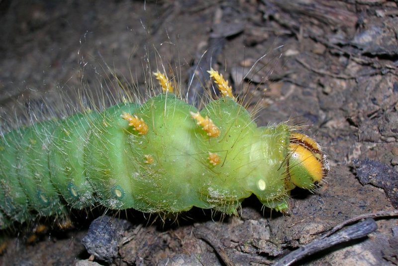 Imperial Moth Caterpillar