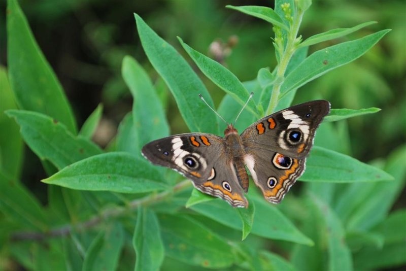 Common Buckeye