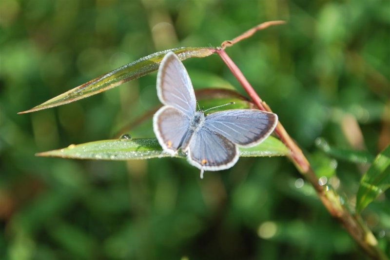Eastern Tailed-blue