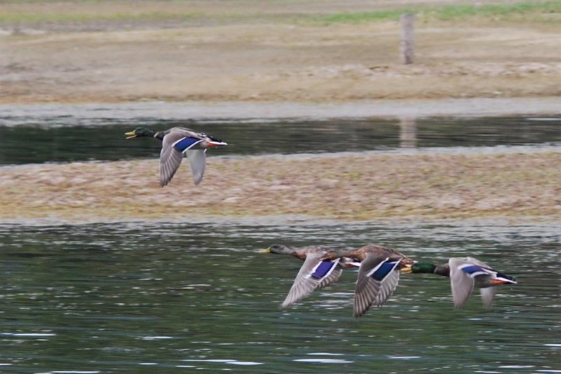 Mallards in Flight