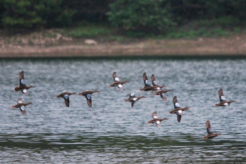 Blue-winged Teal