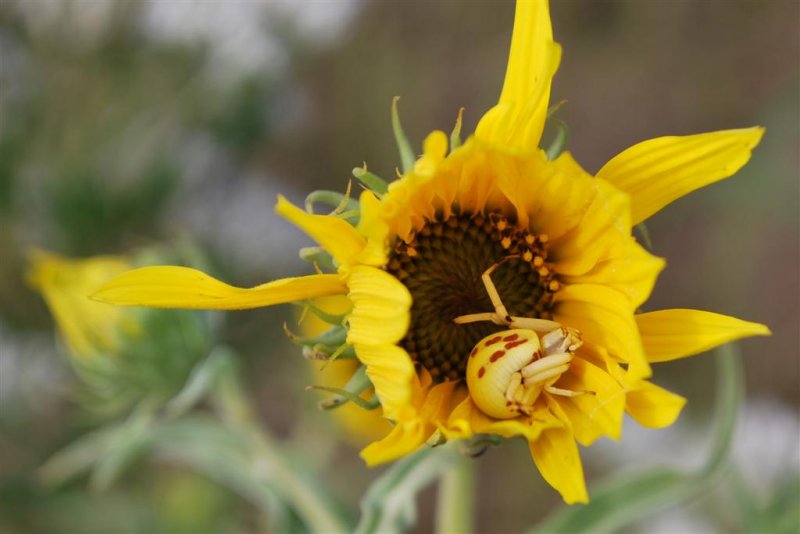 Just an Innocent Yellow Flower Here......