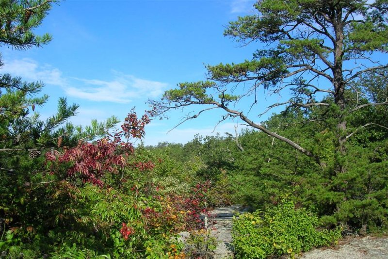 Early Fall Color