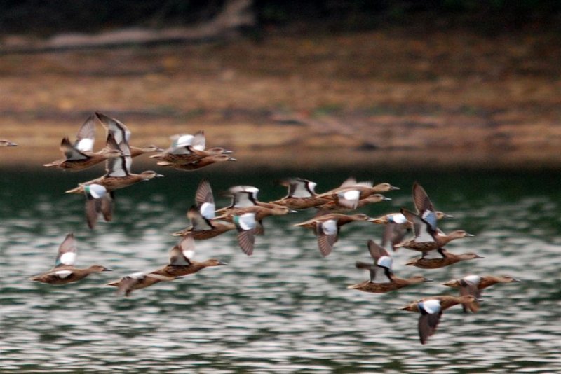 Blue-winged Teal