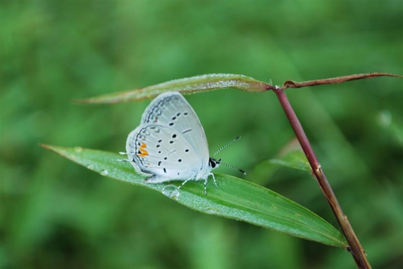 Eastern Tailed-blue