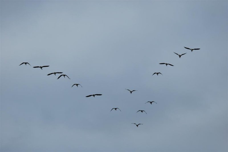 Canada Geese V