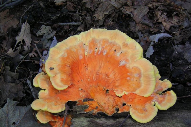Chicken of the Woods