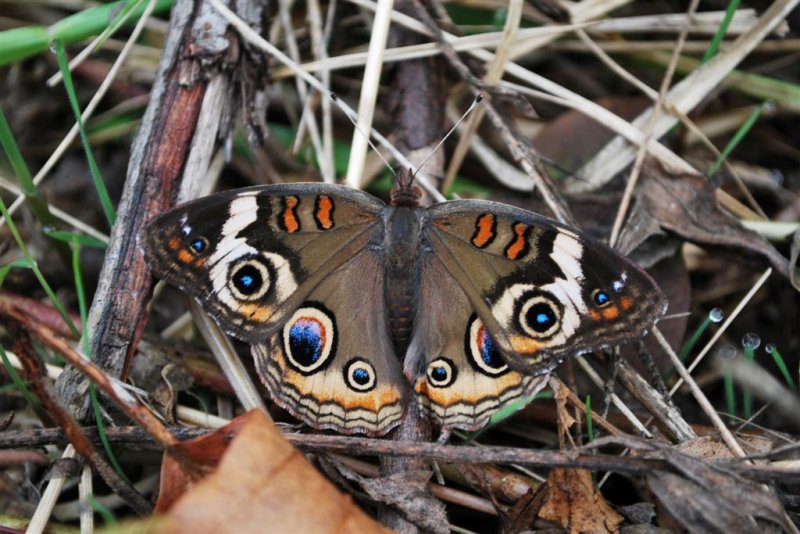 Common Buckeye