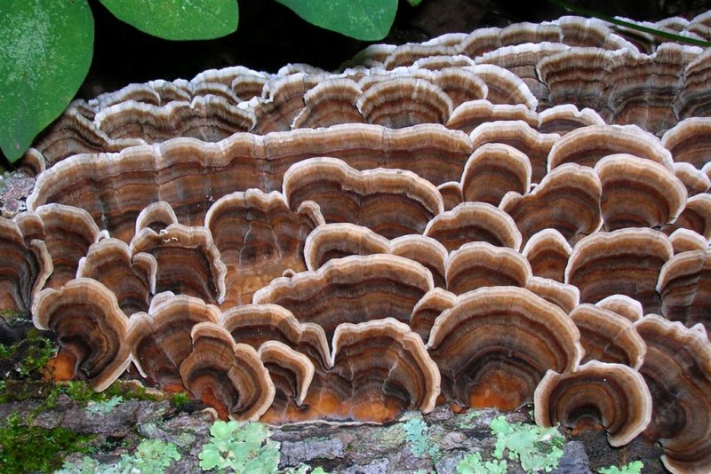 Turkey Tail Convention