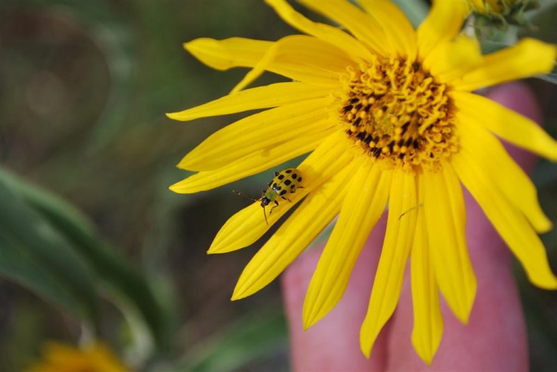 Spotted Cucumber Beetle