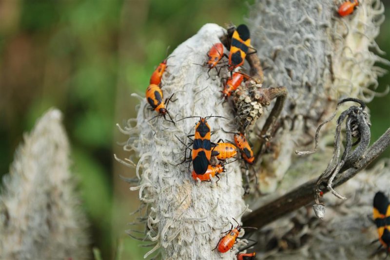 Large Milkweed Bug