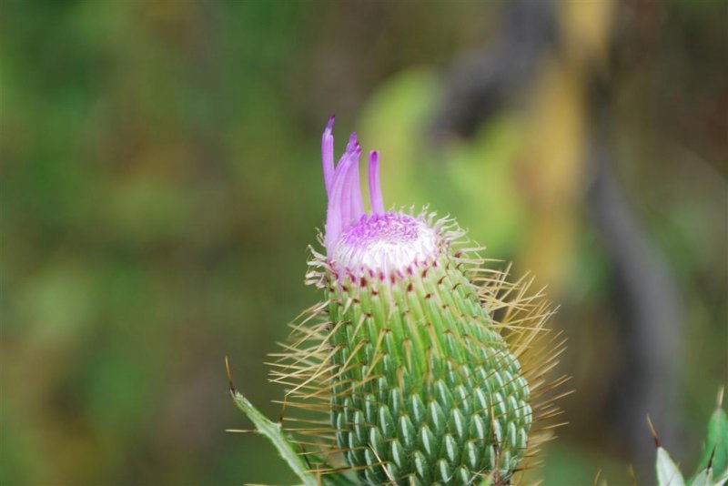 Ready to Burst