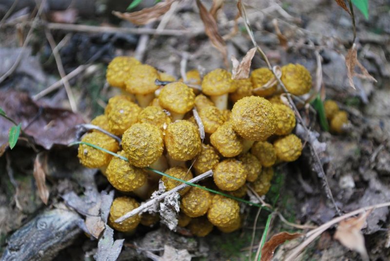 Unknown Fungi ?