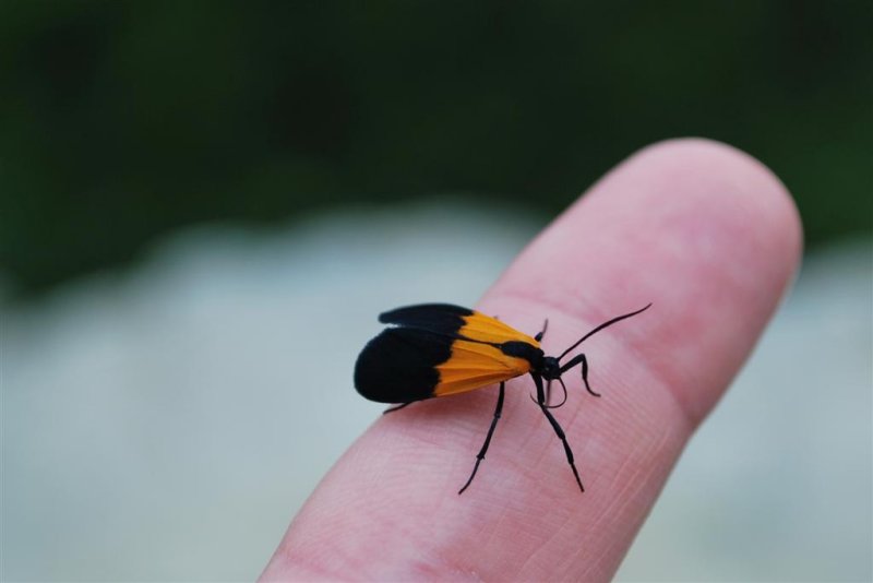 Calopteron terminale