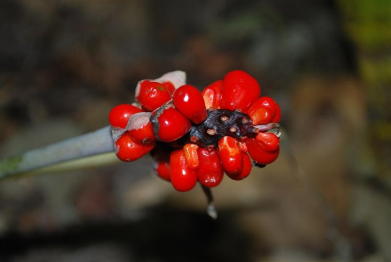 Jack-in-the-pulpit berries